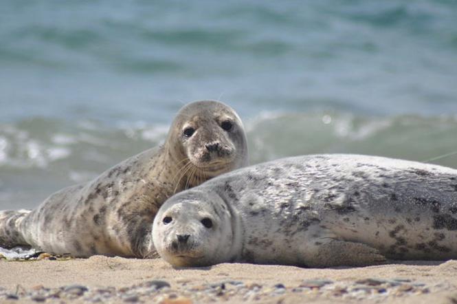 Czarna seria rozpoczęła się pod koniec maja, kiedy na plaży w Gdyni znaleziono dwie martwe foki