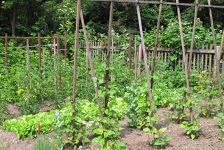 Uprawa fasoli w ogrodzie - fasola w przydomowym ogrodzie warzywnym