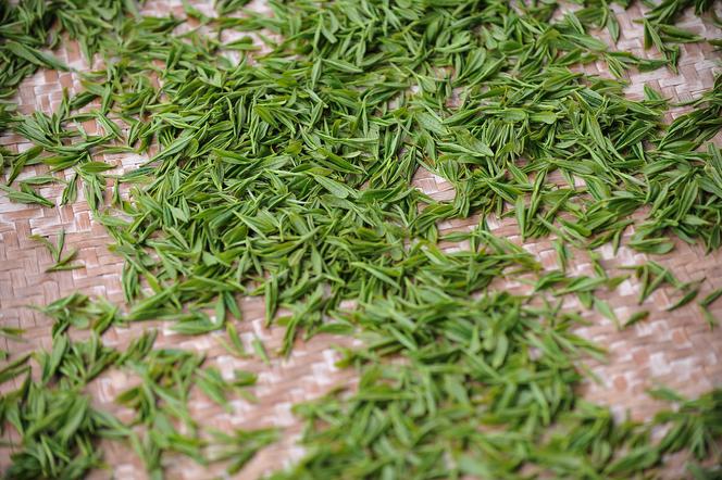 Zielona herbata - jak prawidłowo parzyć zieloną herbatę?