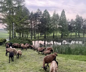 Ekologiczne kosiarki w Raciborzu. To owce i barany