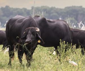 Byki ruszyły w poszukiwaniu przygody. W pogoń za nimi ruszyła straż pożarna. Uciekinierów udało się odnaleźć