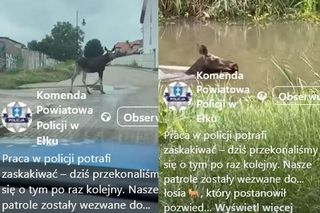 Mieszkańcy poskarżyli się na „turystę”. Łoś pływał w rzece i spacerował po Ełku! Policjanci wszystko nagrali!