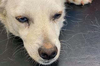 Pies z otwartą raną w lecznicy ADA w Przemyślu