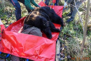 Mieszkaniec Częstochowy trzymał niedźwiedzia w niewoli. Trafił do zoo w Poznaniu