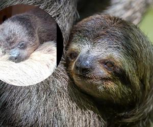 Nowy leniwiec we wrocławskim zoo. Prawdziwy słodziak! [NAGRANIE]