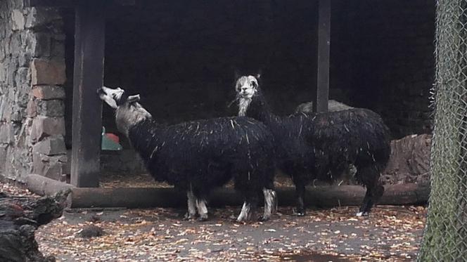 Alpaki z wrocławskiego zoo gwiazdami serialu Pierwsza miłość. Zarabiają na karmę dla całego stada [WIDEO, ZDJĘCIA, AUDIO]