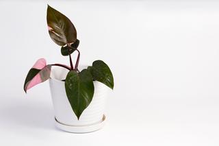 Philodendron erubescens 'Pink Princess'