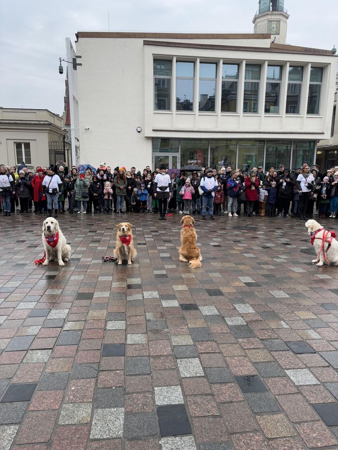 Golden Retriever WOŚP w Poznaniu