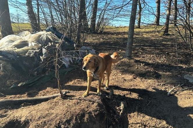 Warmińsko-mazurskie. Pies przywiązany do palika w lesie