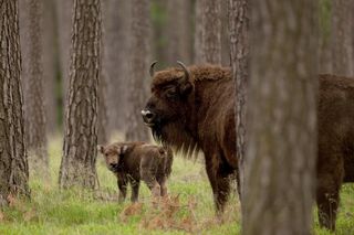 Puszcza Białowieska – ostatnia taka puszcza w Europie