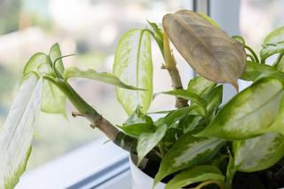 Sposoby na szkodniki roślin doniczkowych