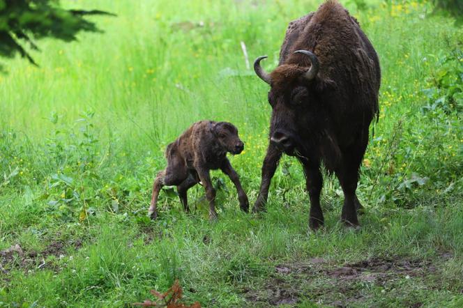 Wybrano imiona dla trzech młodych żubrów w zagrodzie w Mucznem w Bieszczadach. Ładne? [ZDJĘCIA]