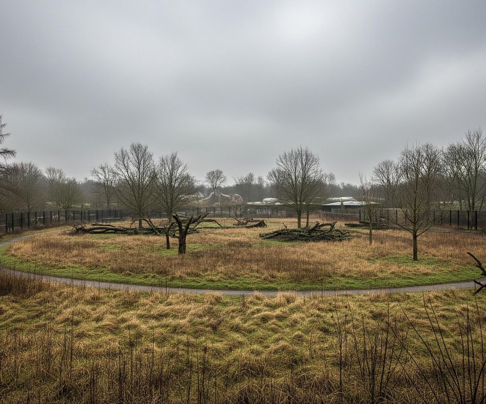Piaszczysta ścieżka w kształcie elipsy otacza centralny obszar pokryty suchą trawą i mniejszymi, zielonymi kępami. Wewnątrz elipsy rosną pojedyncze drzewa o nagich gałęziach oraz leżą połamane pnie i gałęzie. Cały teren otoczony jest wysokim, ciemnym ogrodzeniem, za którym widać gęsty las z drzewami bez liści oraz kilka budynków o jasnych dachach. Dominują tu odcienie brązu, zieleni i szarości, a niebo jest całkowicie zachmurzone.
