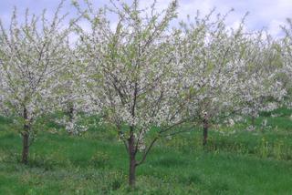 Wiśnia pospolita - Prunus cerasus