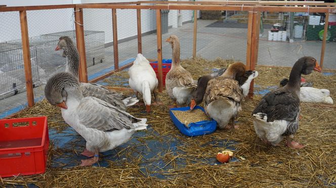 ZOOPARK w Lublinie. „Postawiliśmy na polski las. Chcemy promować nasze zwierzątka”