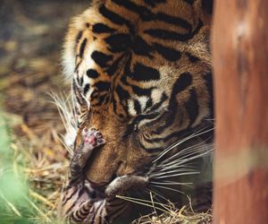 Cztery tygrysy sumatrzańskie z wrocławskiego zoo otrzymały imiona