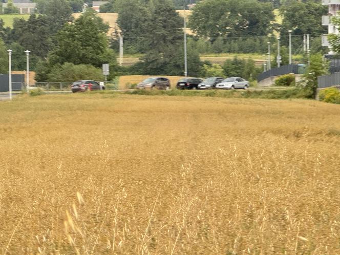 To lubelskie pole było słynne na całą Polskę! Co tu rośnie zamiast konopi? Zobacz