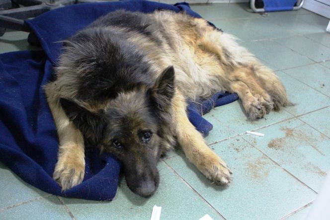Mężczyzna, który zakopał psa żywcem na Olechowie zatrzymany przez policję. Jak się tłumaczył?
