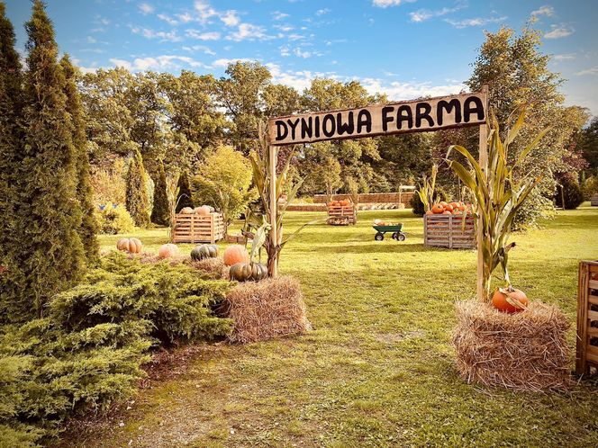 Dyniowa Farma