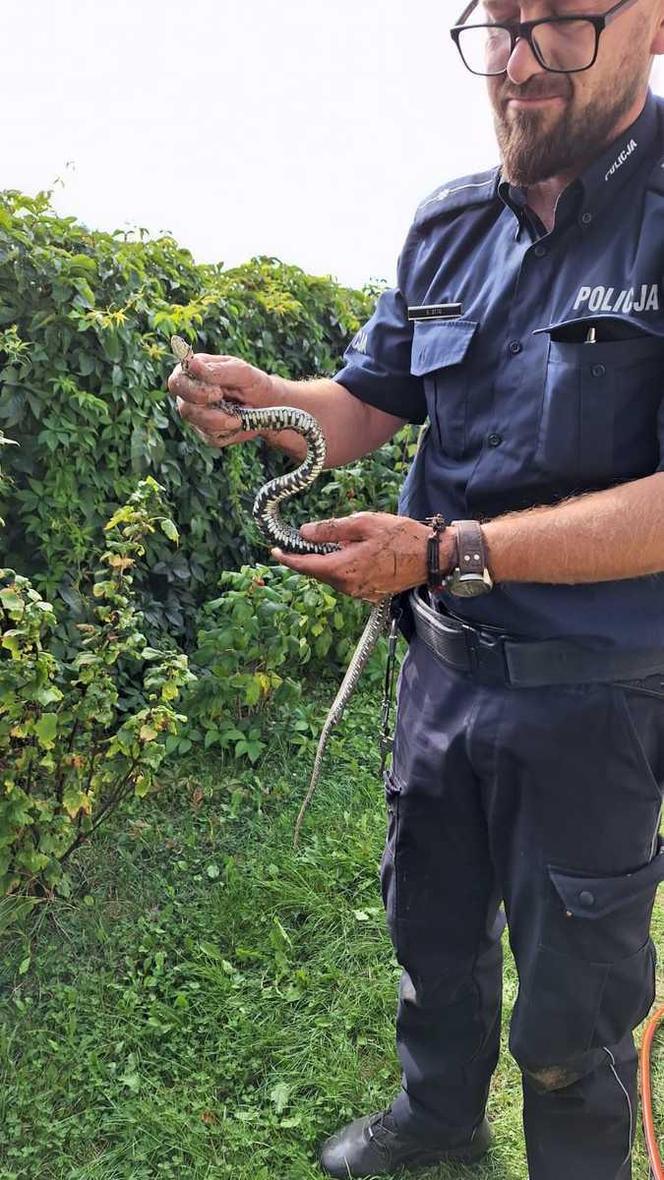 Dzielnicy Sławomir pomógł przerażonej kobiecie z powiatu toruńskiego. Zabrał z jej posesji węża