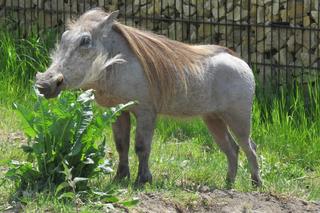 Co za słodziak! Para guźców z ZOO w Zamościu doczekała się pierwszego potomka [GALERIA] 