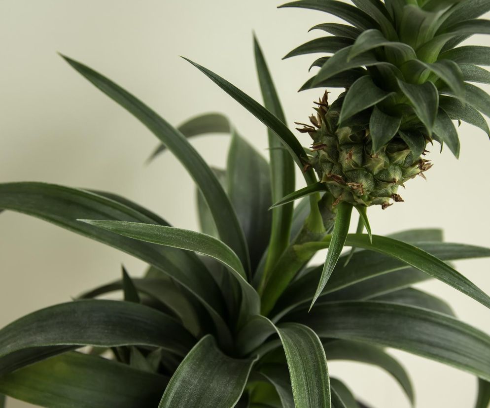 Ma działanie podobne do aspiryny. Lekarka wskazała dwa produkty