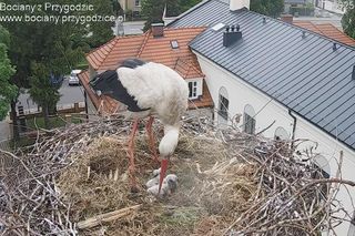 Ależ radość w Przygodzicach. Najsłynniejsze gniazdo bocianów znów ugościło nowe pisklęta