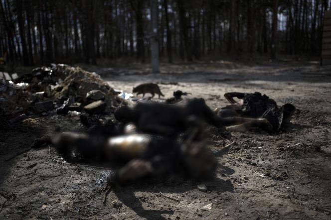 Bestialskie działania Rosjan w Buczy. Próbowali spalić ciała swoich ofiar