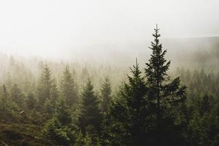 Drzewa, które przynoszą pecha. Omijaj je szerokim łukiem i nie sadź w swoim ogrodzie!