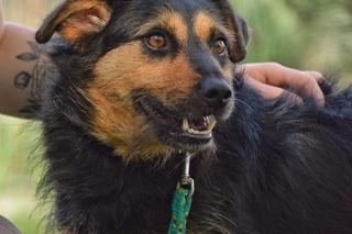 Kundzia na dom czeka w COZ w Grudziądzu