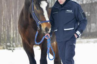 Policjanci walczą o emeryturę dla... konia. Blue Baker przez 12 lat służył w konnym oddziale policji 
