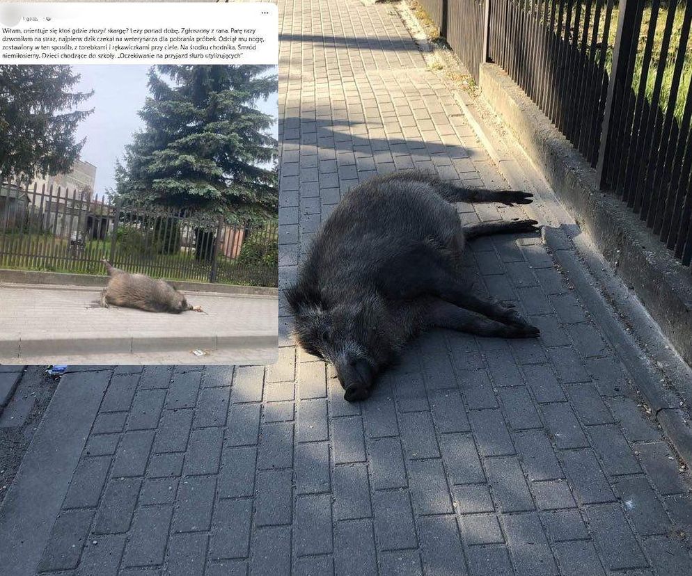 Zwłoki dzika rozkładały się na chodniku przez ponad dobę. Smród niemiłosierny. Mieszkańcy oburzeni