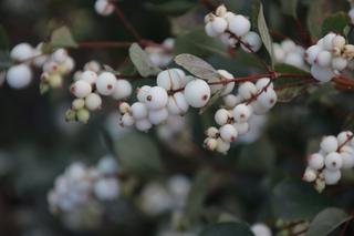 Śnieguliczka biała