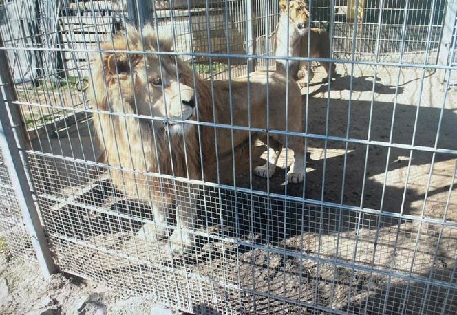 Przetrzymywał lwy, tygrysa i egzotyczne małpy. Tłumaczył, że prowadzi cyrk