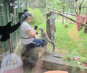 Pokazowe karmienie w myślęcińskim zoo to prawdziwy hit! Sprawdziliśmy to na miejscu