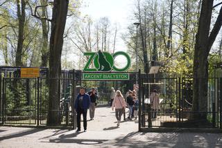 Wiosna w Zoo Akcent w Białymstoku