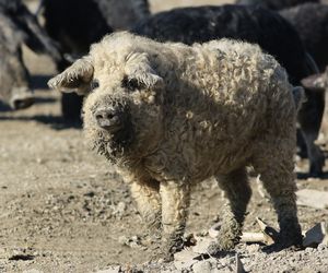 Mangalica: co to za rasa świń? Mięso z mangalicy: właściwości, wartości odżywcze, zastosowanie