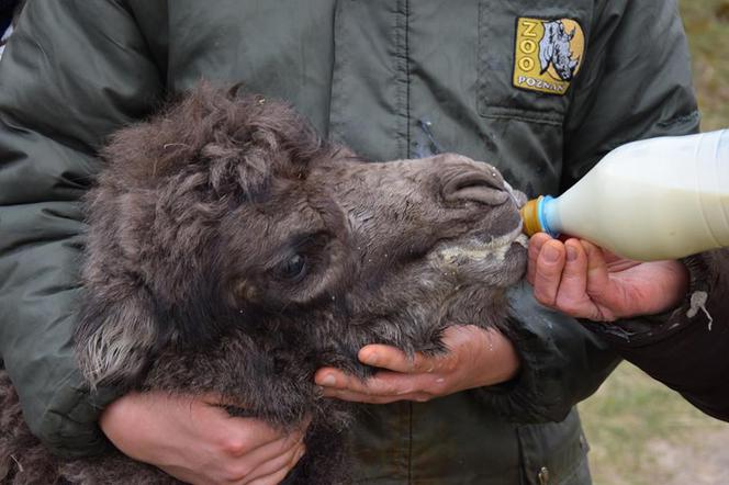 W poznańskim zoo urodził się mały wielbłąd.