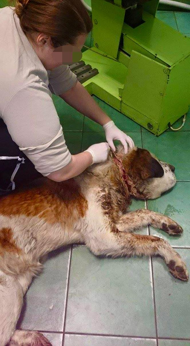 [DRASTYCZNE ZDJĘCIA] PORZUCONY PIES.