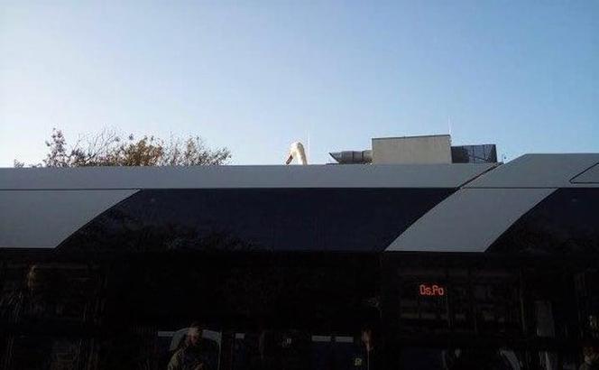 Łabądź podróżował na dachu autobusu