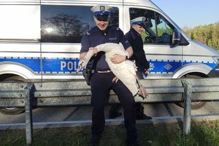 Policjanci uratowali łabędzia. Ptak błąkał się po zabrzańskim odcinku DTŚ