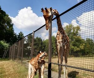 Mała żyrafa w warszawskim zoo