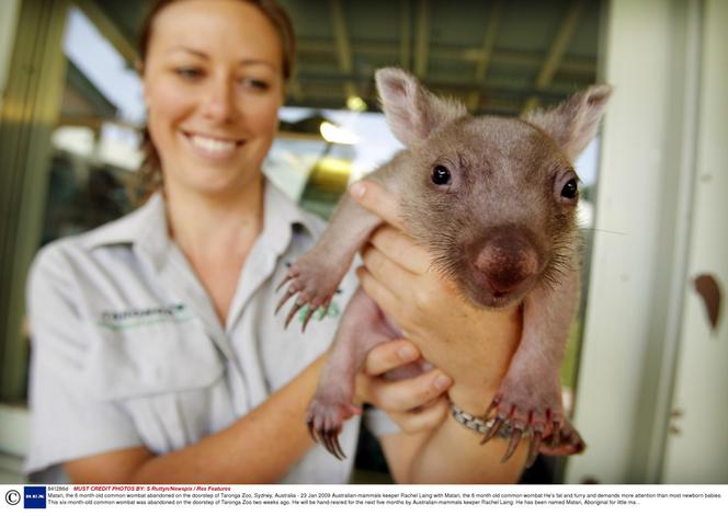 Mały wombat