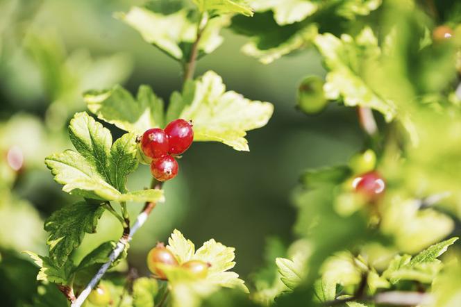 Porzeczka alpejska - Ribes alpinum