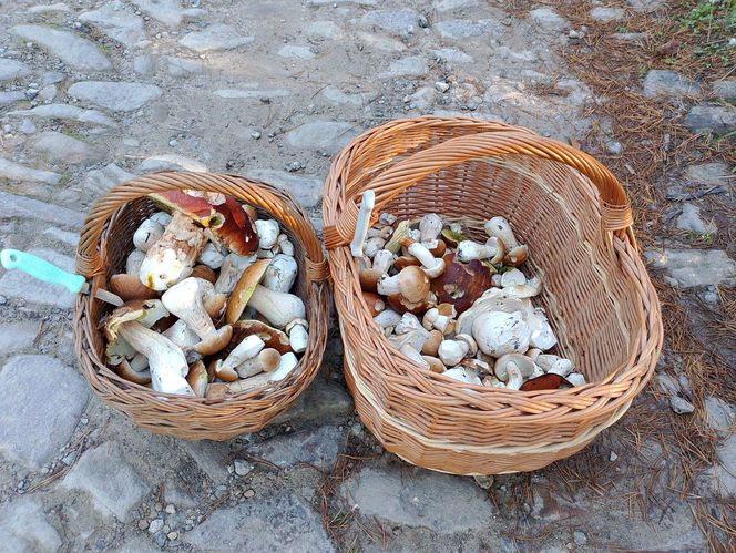 Grzyby w świętokrzyskim