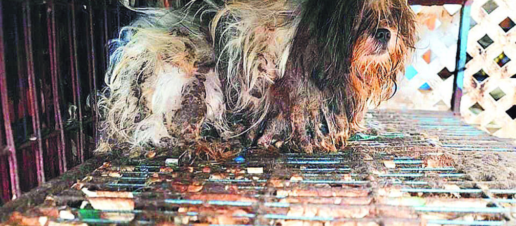 Psie piekło w New Jersey