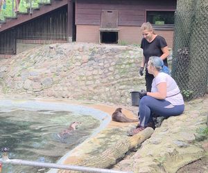 Pokazowe karmienie w myślęcińskim zoo to prawdziwy hit! Sprawdziliśmy to na miejscu