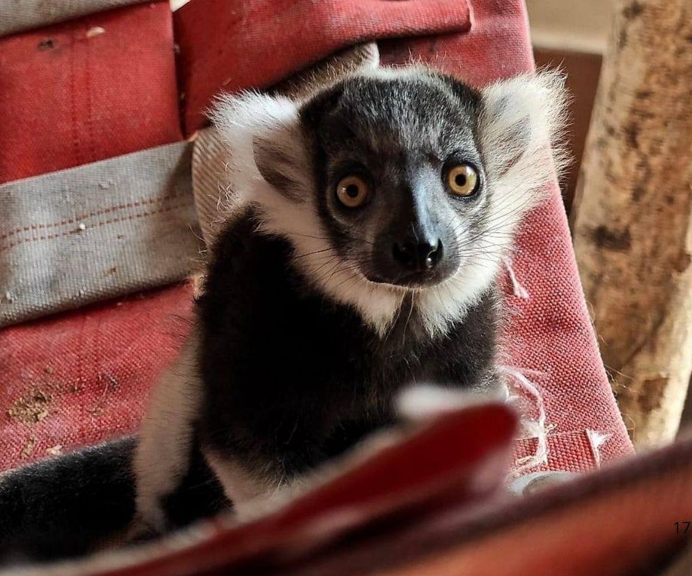 Narodziny lemura w Śląskim zoo. Oto Rapid