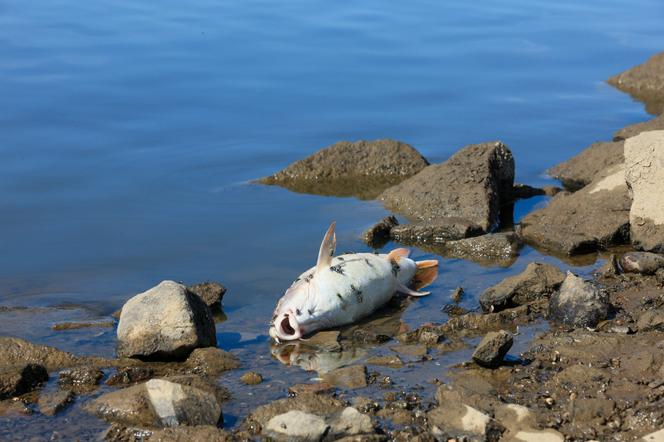 Z rzeki Odry wyłowiono kilka ton śniętych ryb. Nowe ustalenia WIOŚ 