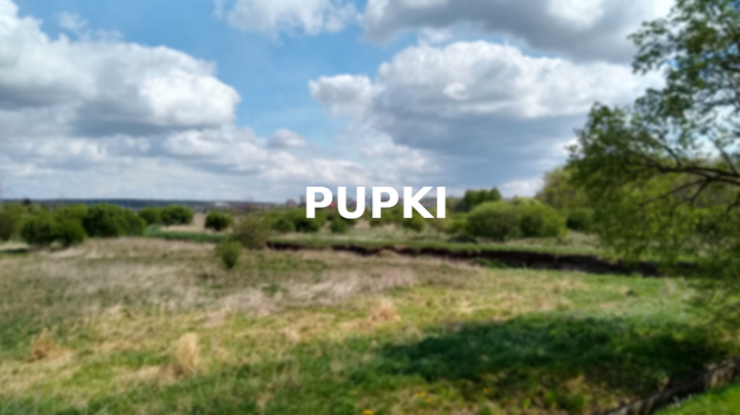 Pupki